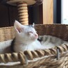 1ヶ月半弱三毛猫メス、白黒オス サムネイル2