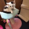 1ヶ月半弱三毛猫メス、白黒オス サムネイル3