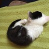 1ヶ月半弱三毛猫メス、白黒オス サムネイル4
