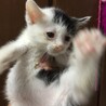 1ヶ月半弱三毛猫メス、白黒オス サムネイル6