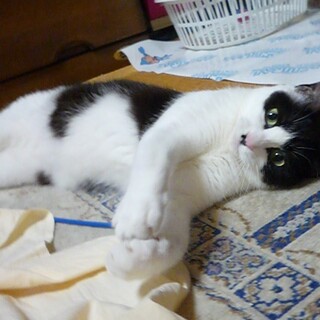 虐待現場から保護した白黒ちゃん！