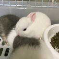 子うさぎ　里親募集します