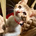 とても人懐こい愛らしいキジ三毛です。