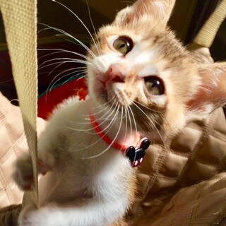 とても人懐こい愛らしいキジ三毛です。