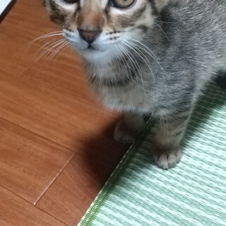 山梨市の猫の里親募集情報まとめ :: ペットのおうち【月間利用者150万