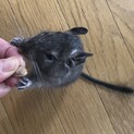 【デグー】 生後約6ヶ月　ブルー