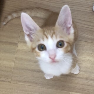 【6/28⭐️堺東にて里親会】参加猫ロイくん