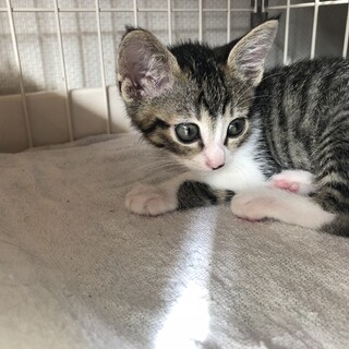 【6/28⭐️堺東にて里親会】参加猫メーくん