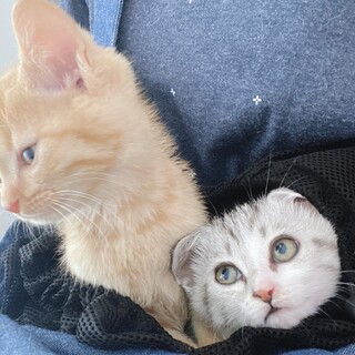 大の仲良し♡サバトラちゃん茶トラ君生後二ヶ月コンビ