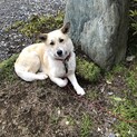 女の子保護してました。里親さん決まりました。