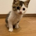 里親様募集中