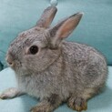 5月中頃産まれミニうさぎ（選考中）