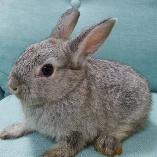 5月中頃産まれミニうさぎ（選考中）