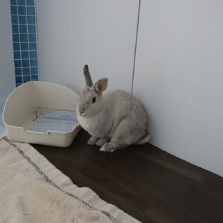 里親様募集中！163ヨウちゃん