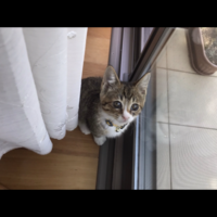 むぎ