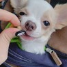 はるるん26