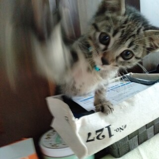 ぐるぐる♪あまえんぼうのMOGUちゃん