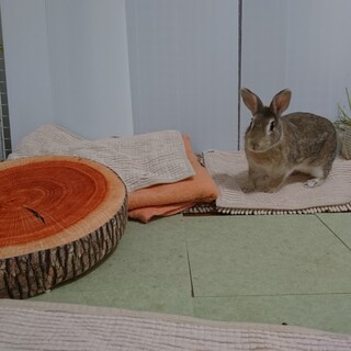 保護うさぎ/147ここはる