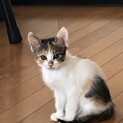 元気いっぱいの可愛い兄妹猫さんが待っています！♡