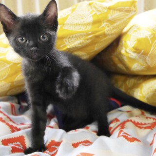 性格抜群☆人気の黒ねこ一ヶ月半の男の子！