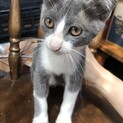 野良猫が産んだ子猫