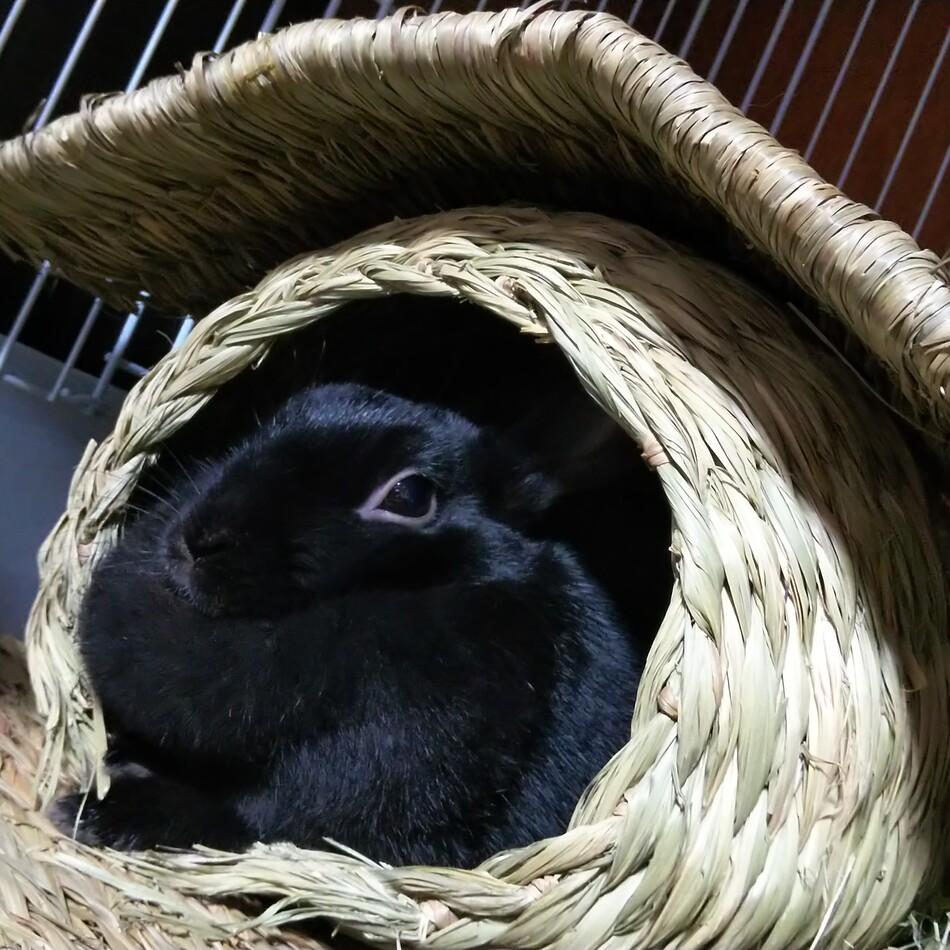 梨奈のカバー写真