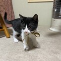 生後2ヶ月の子猫です
