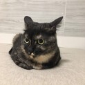 元気で可愛い猫ちゃんの里親募集中！