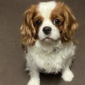 人にもワンチャンにも優しい♡マインくん
