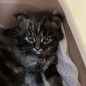 子猫　里親募集