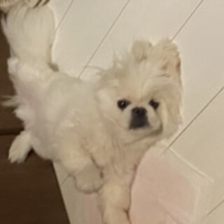 里親様募集です