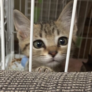 募集停止中6兄妹のキジトラくん❣️2ヶ月！
