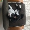 こまちよ