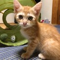 ４月中旬生まれ　メス