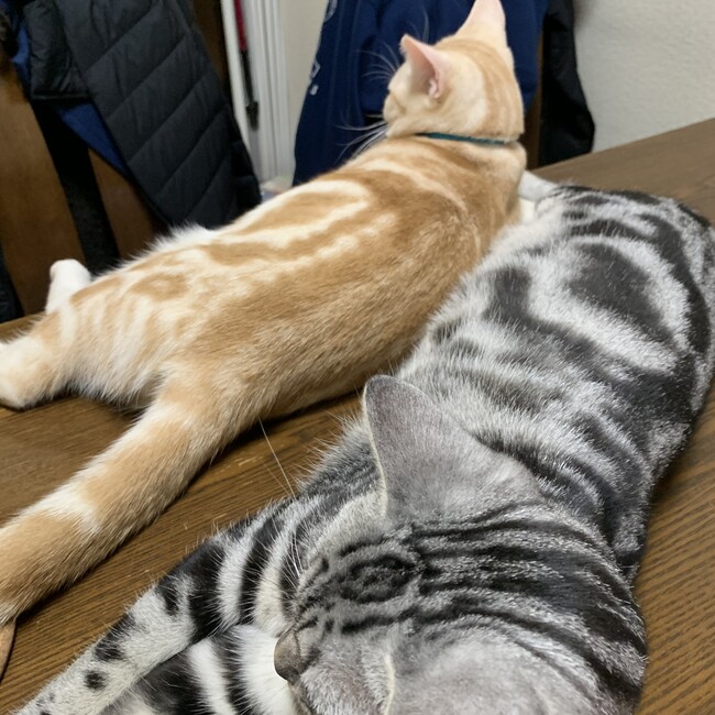 ちゃるまーるのカバー写真