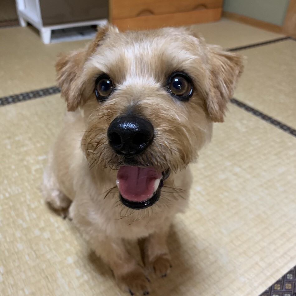 チョコのカバー写真
