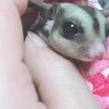 フクロモモンガ