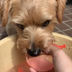 初めての水風船