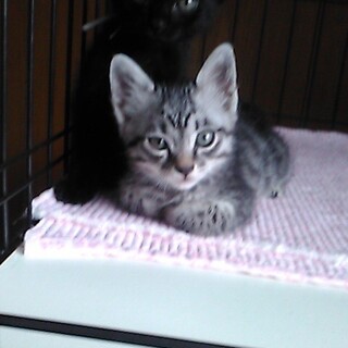 生後2ヶ月サバちゃん♀