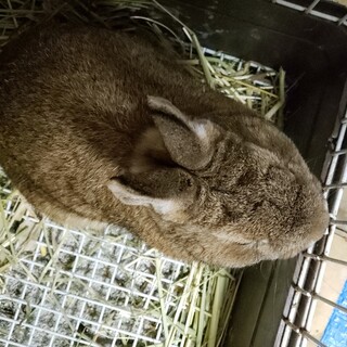 ミニウサギ×ネザーの子