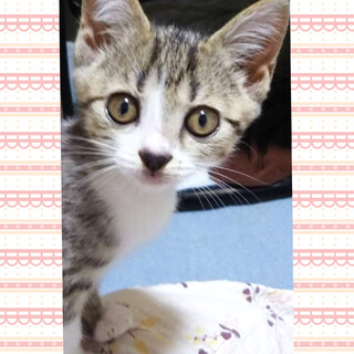 お転婆甘えん坊のハナちゃん☆