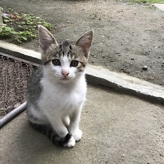 ４月10日生まれのキジシロの女の子　交渉中