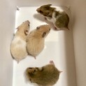 ゴールデンハムスターの里親様募集中☆