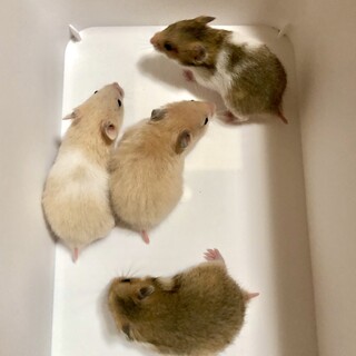 ゴールデンハムスターの里親様募集中☆