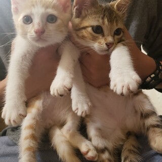 2匹一緒に 茶白くんとキジ白の兄妹