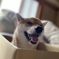 立花朔太郎