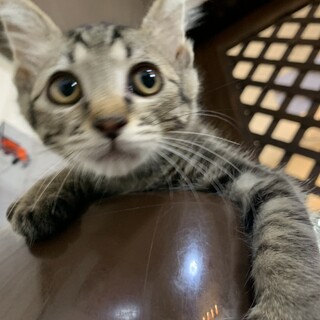 家族が出来ました♡甘えん坊キジ♂推定2ヶ月齢☆