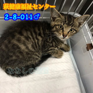 里親様決定☆可愛いお顔のキジトラ君　011