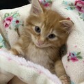 ナルちゃんは、明日葉動物病院で治療&募集します！