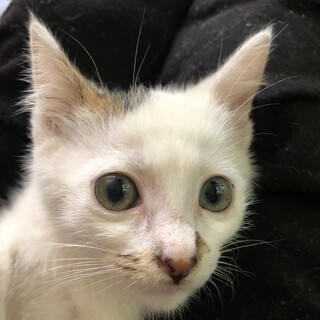 白黒約3カ月位のオスの子猫